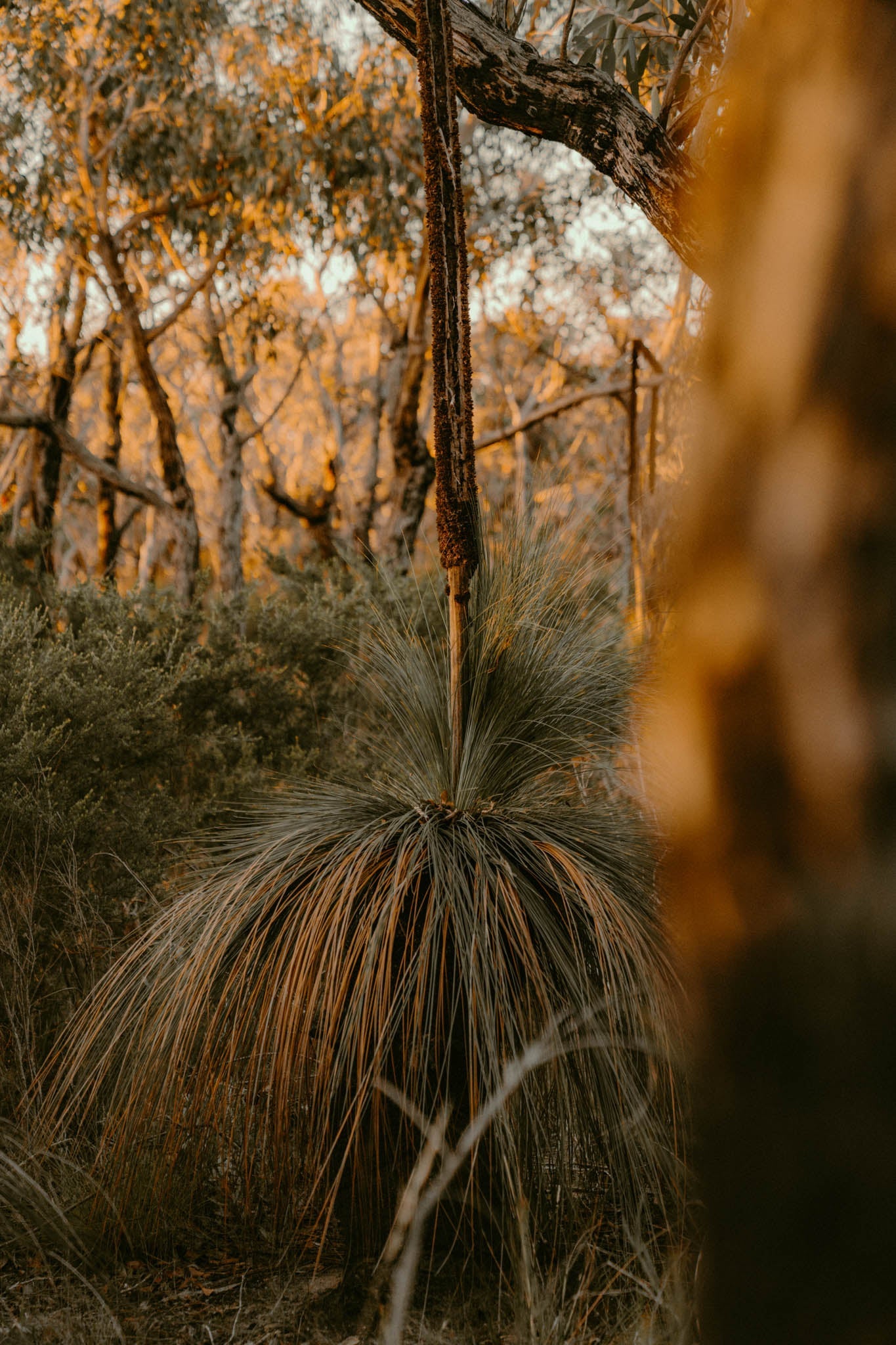 THE GRASS TREE COLLECTION